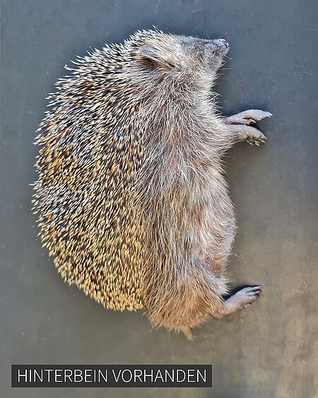 Die Seite mit beiden Beinen sieht unauffällig aus. Ein Igel liegt auf der Seite. Beide Beine sind vorhanden. Sein Fell ist dicht.