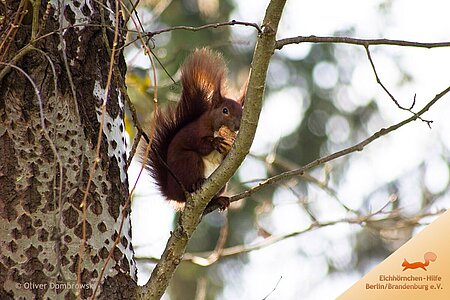 Eichhörnchen auf einem Baum