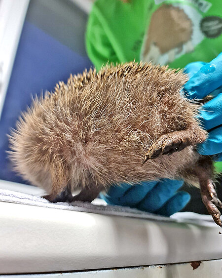 Der Igel wird angehoben und das trockene Bauchfell ist zu sehen.