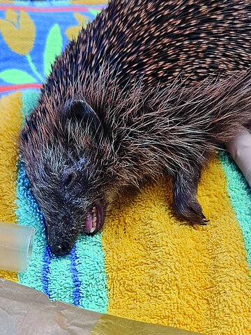 Igel mit Atemnot.