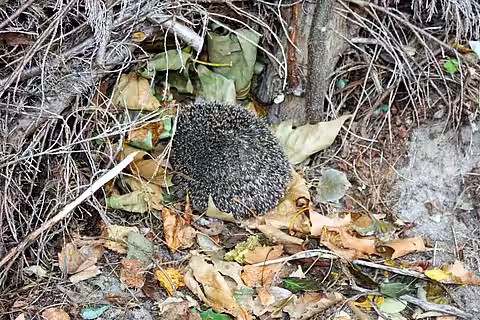 Dieser Igel schlüpft gerade in sein Nest. Dieser Igel schlüpft gerade in sein Nest.