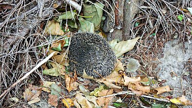 Dieser Igel schlüpft gerade in sein Nest.