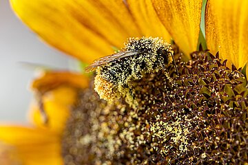 Auch die Sonnenblume ist bei Insekten sehr beliebt.