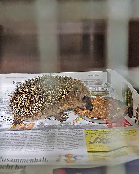 Ein Igel beim Fressen in seiner Box.