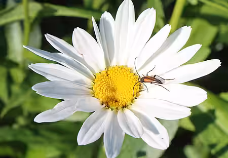 Bockkäfer an Wiesenmargerite