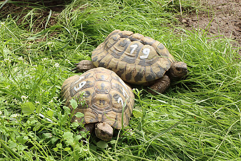 Zwei Schildkröten