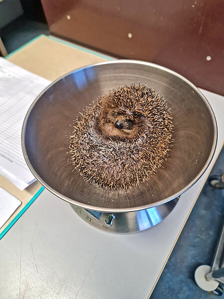 Ein Igel liegt in einer Waagschale.