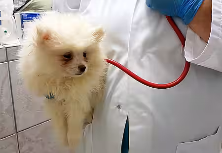 Kranker Zwergspitz Kranker Zwergspitz