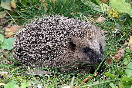 Ausgewilderter Igel
