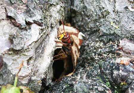 Hornissen bauen ihre Papiernester auch gerne in Baumhöhlen. Hornissen bauen ihre Papiernester auch gerne in Baumhöhlen.