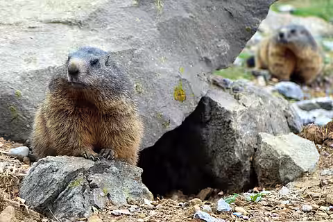 Murmeltiere Murmeltiere