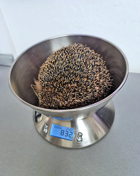 In Igel in einer Waagschale.