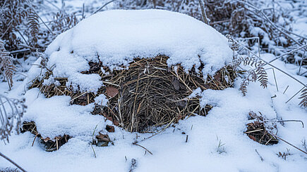 Ein Nest von Schnee bedeckt.