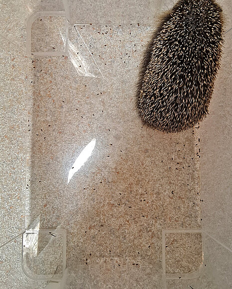 Hochgradiger Flohbefall beim Igel Ein Igel in einer Plastikbox, daneben viele tote Flöhe