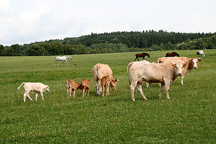 Kühe auf der Weide