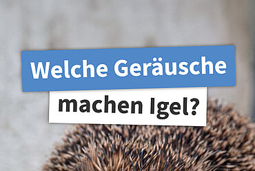 Welche Geräusche machen Igel?