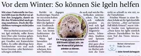 17. November 2020 | Hallo Eichsfeld | Vor dem Winter: So können Sie Igeln helfen