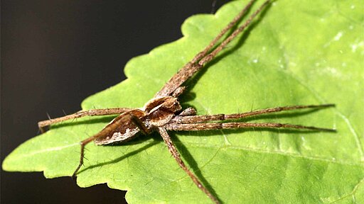 Gerandete Jagdspinne