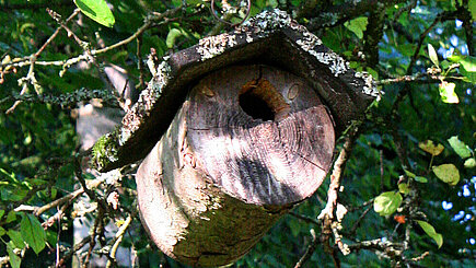 Jetzt Nistkästen aufhängen! Foto: © Ursula Bauer