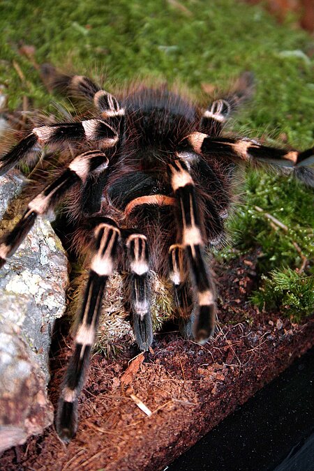 Weißknievogelspinne
