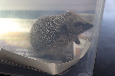 Warten auf die Tierärztin. Warten auf die Tierärztin.