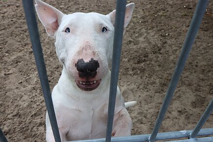 Beschlagnahmter Bullterrier