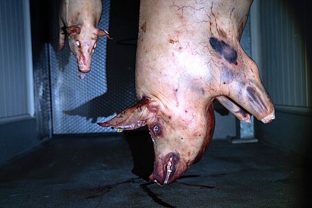 Geschlachtetes Schwein