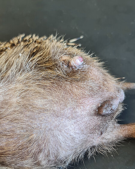 Hier fehlt die Hintergliedmaße. Ein Igel liegt auf dem Rücken. Man sieht einen Stumpf auf der linken Seite.