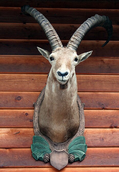 Alpensteinbock (Capra ibex),