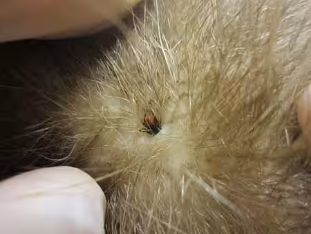 Weiblicher Holzbock am Igel. Weiblicher Holzbock am Igel.