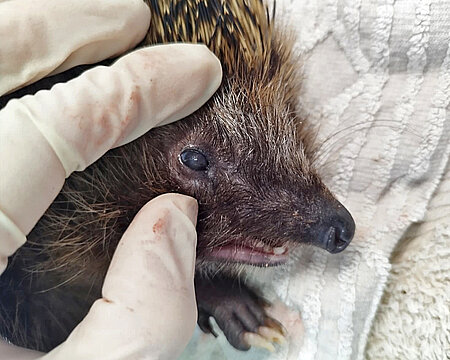 Dem Igel wird mit einer behandschuhten Hand das Auge gestrafft.
