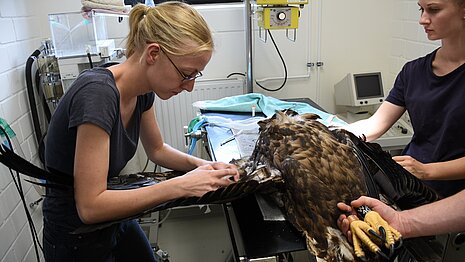 Seeadler Sonja bei der Blutentnahme.