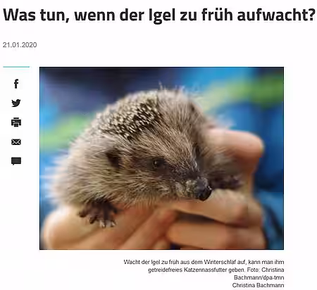 21. Januar 2020 | Volksstimme| "Was tun, wenn der Igel zu früh aufwacht"