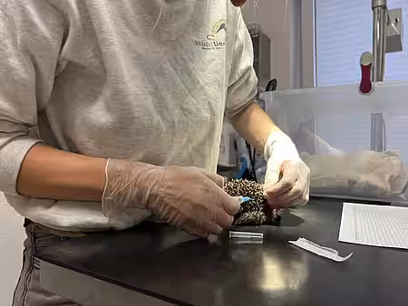 Flüssigkeit wurde dem Igel vorsichtig injiziert. Flüssigkeit wurde dem Igel vorsichtig injiziert.