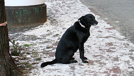 Angebundener Hund im Schnee.