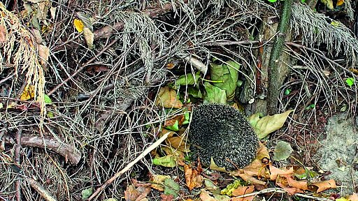 Ein Rückzugsort im Winter ist für Igel wichtig.