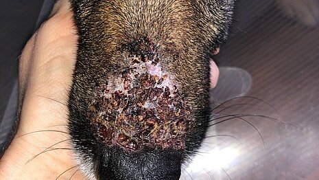 Stark angegriffene Schnauze durch Prozessionsspinnerraupen.
