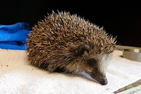 Igel im aktion tier Igelzentrum