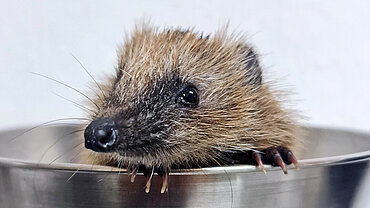 Ehrenamt im Igelzentrum Niedersachsen in Hannover Laatzen Ein kleiner Igel schaut aus der Waagschale