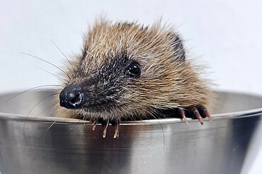 Ein kleiner Igel schaut aus der Waagschale