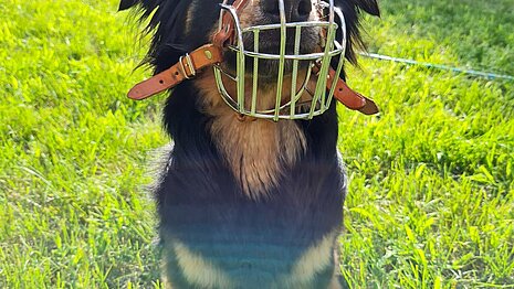Hund mit Maulkorb