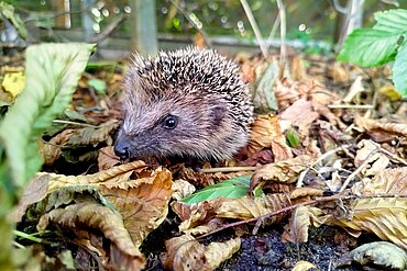 Dieser junge Igel ist tagsüber unterwegs, um Futter zu suchen.