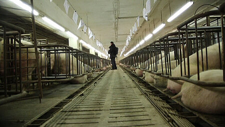 500 Zuchtsauen leben heute im Schweinehochhaus