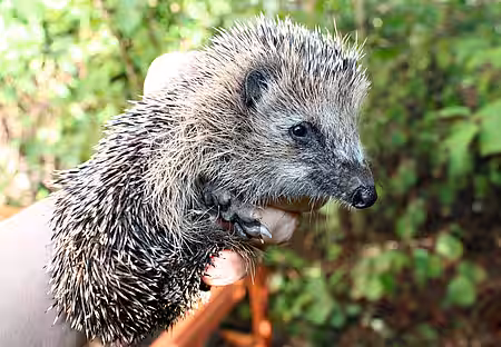 Die Igel machten einen gesunden, lebhaften Eindruck. Die Igel machten einen gesunden, lebhaften Eindruck.