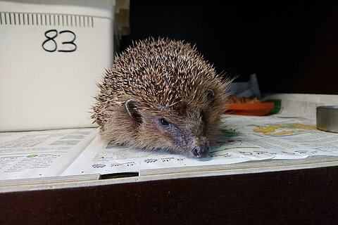Igel nach dem Winterschlaf