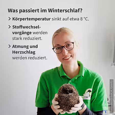 Was passiert im Winterschlaf des Igels?
