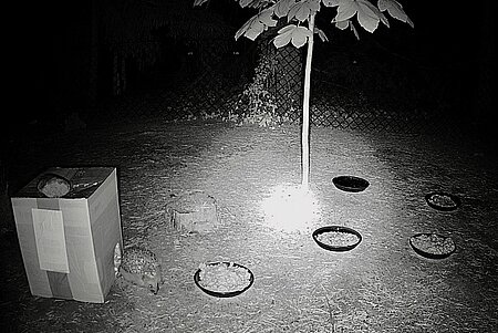Igel Brian wird ausgewildert 