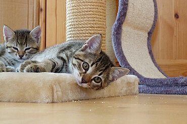 Hauskatzen