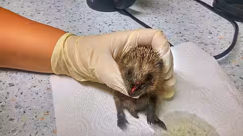 Verletztes Igelkind Verletzter Igel