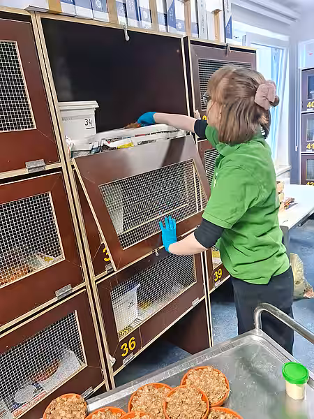 Eine Frau in einem grünen T-Shirt platziert Futter in einer Igelbox.
